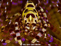 Coleman Shrimp by Els Van Den Borre 